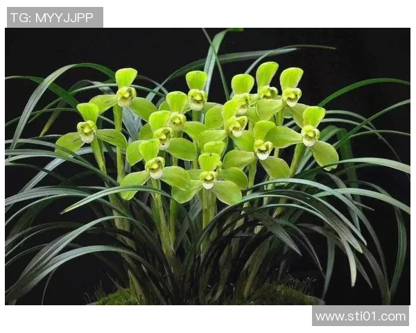 足球明星头球训练秘籍揭秘提升技术与力量的全面指南 足球明星头球训练秘籍揭秘提升技术与力量的全面指南